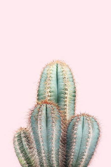 Blush Cactus Poster Print - and Seb Sisi