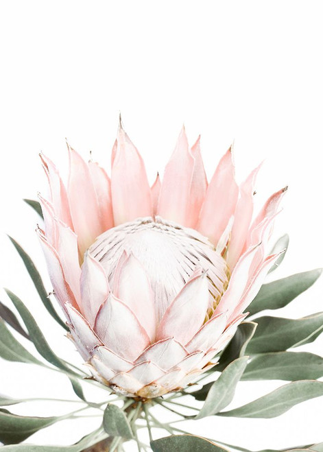 Blush Pink Protea Poster Print - and Seb Sisi