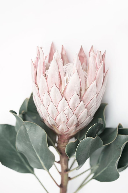 Blush Protea Poster Print - and Seb Sisi