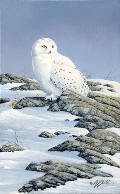 Snowy Owl Poster Print - Wilhelm Goebel