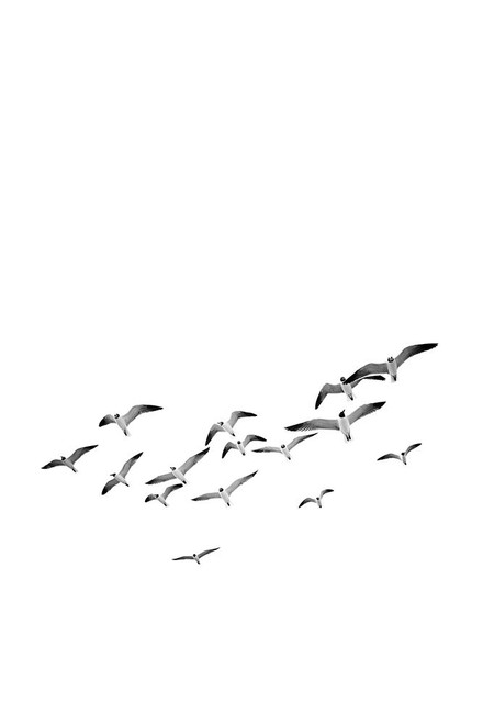 Birds 2 Poster Print - and Seb Sisi