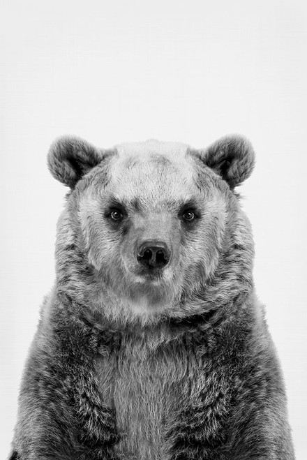 Bear in Black And White Poster Print - and Seb Sisi