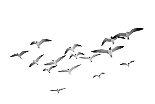 Birds Poster Print - and Seb Sisi