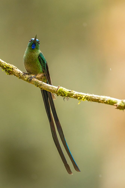 Ecuador-Guango. Long-tailed sylph hummingbird close-up. Poster Print - Gallery Jaynes