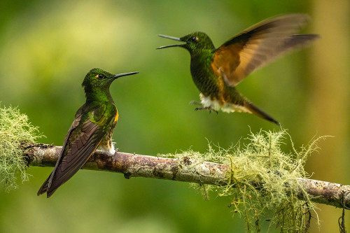 Ecuador-Guango. Buff-tailed coronet hummingbirds fighting. Poster Print - Gallery Jaynes
