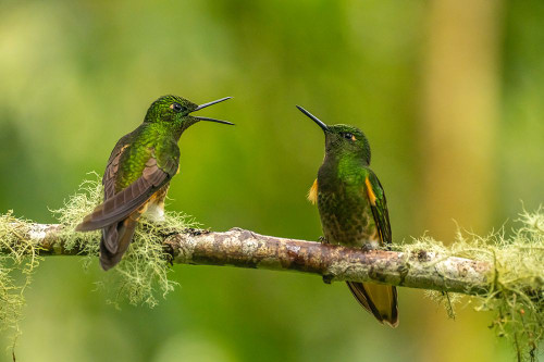 Ecuador-Guango. Buff-tailed coronet hummingbirds close-up. Poster Print - Gallery Jaynes