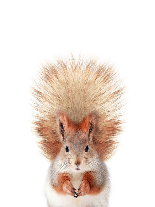 Baby Squirrel Poster Print - and Seb Sisi