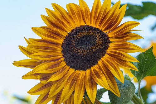 Sunflower brings happiness. Poster Print - Betty Sederquist
