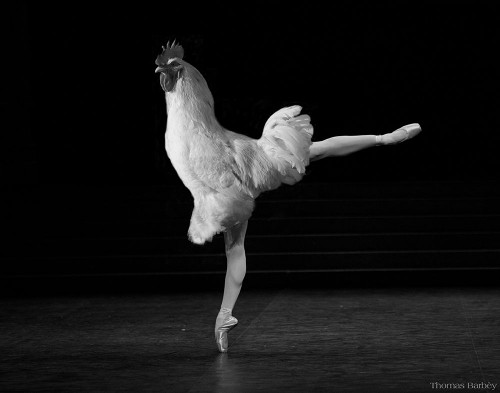 Beautiful Cock Poster Print - Thomas Barbey