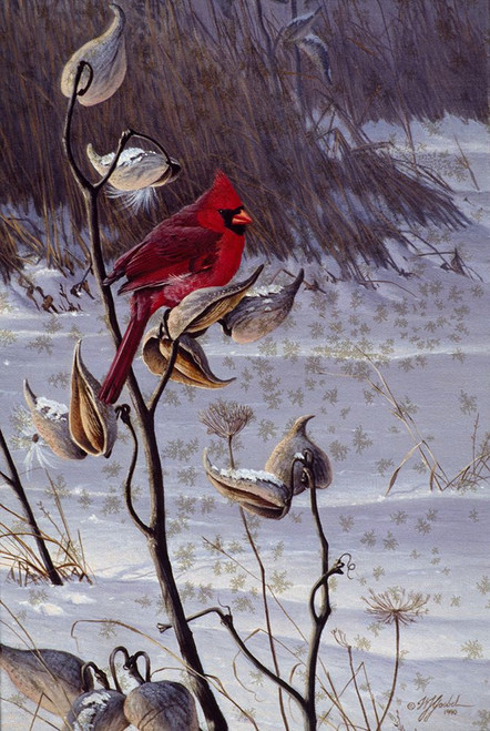 Cardinal And Milkweed Poster Print - Wilhelm Goebel