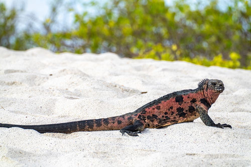 Ecuador-Galapagos National Park-Espanola Island-Gardiner Bay. Marine iguana on beach. Poster Print - Gallery Jaynes