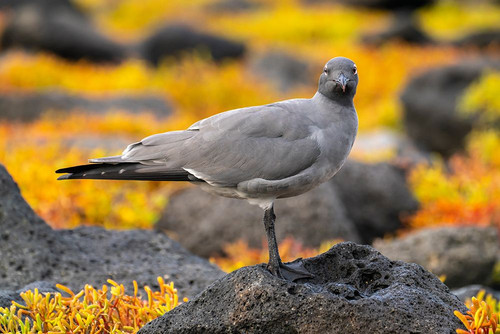 Ecuador-Galapagos National Park-Mosquera Island. Lava gull close-up. Poster Print - Gallery Jaynes
