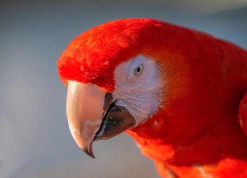Close-up of red and blue macaw-Lotus-California-USA. Poster Print - Betty Sederquist