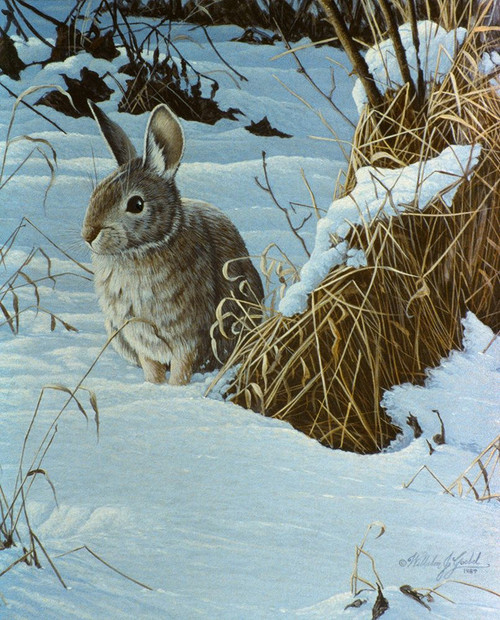 Snow Cover Cottontail Poster Print - Wilhelm Goebel