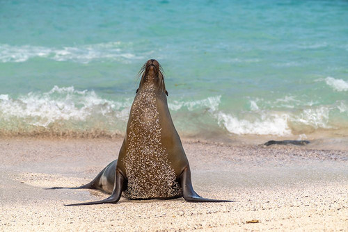 Ecuador-Galapagos National Park-Espanola Island. Sea lion on beach. Poster Print - Gallery Jaynes