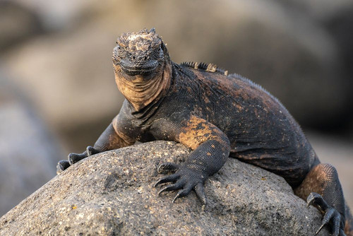 Ecuador-Galapagos National Park-Mosquera Island. Marine iguana on rock. Poster Print - Gallery Jaynes