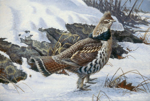 Ruffed Grouse Poster Print - Wilhelm Goebel