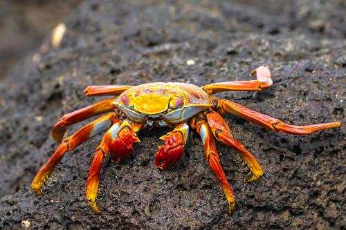 Ecuador-Galapagos National Park-Mosquera Island. Sally lightfoot crab close-up. Poster Print - Gallery Jaynes