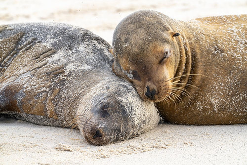Ecuador-Galapagos National Park-Espanola Island. Sea lions sleeping on beach. Poster Print - Gallery Jaynes