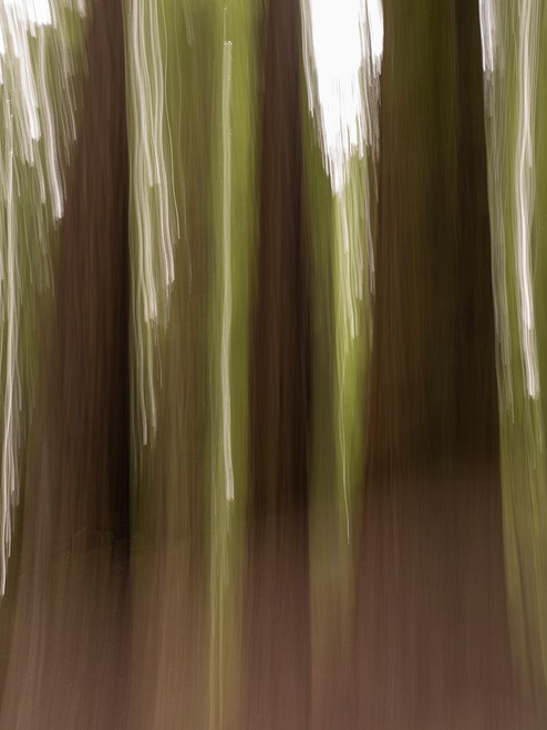 Usa-California. Three redwood tree trunks Poster Print - Images Merrill