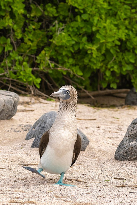 Ecuador-Galapagos National Park-Isla Lobos. Blue-footed booby dancing. Poster Print - Gallery Jaynes