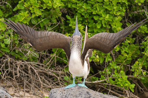 Ecuador-Galapagos National Park-Isla Lobos. Blue-footed booby in sky pointing behavior. Poster Print - Gallery Jaynes
