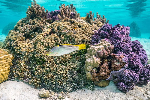 French Polynesia- Tahaa. Coral and reef fish. Poster Print - Gallery Jaynes