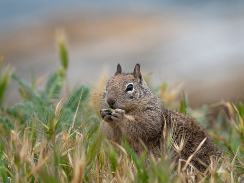 Usa-California. Squirrel in field Poster Print - Images Merrill