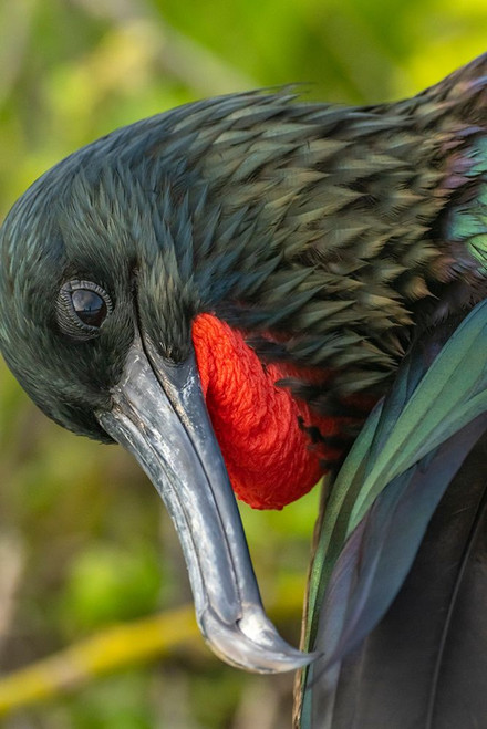 Ecuador-Galapagos National Park-Genovesa Island. Frigatebird male close-up. Poster Print - Gallery Jaynes