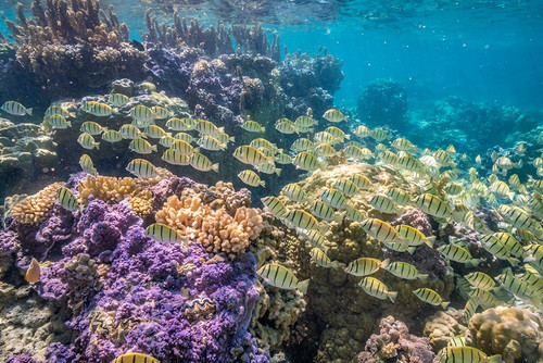 French Polynesia- Bora Bora. School of convict surgeonfish and coral. Poster Print - Gallery Jaynes
