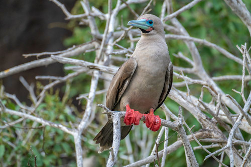 Ecuador-Galapagos National Park-Genovesa Island. Red-footed booby in tree. Poster Print - Gallery Jaynes