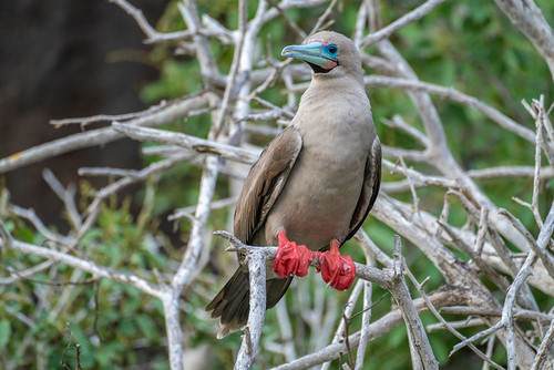 Ecuador-Galapagos National Park-Genovesa Island. Red-footed booby in tree. Poster Print - Gallery Jaynes