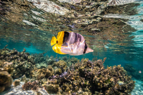 French Polynesia- Tahaa. Coral scenic with lone Pacific double-saddle butterflyfish. Poster Print - Gallery Jaynes