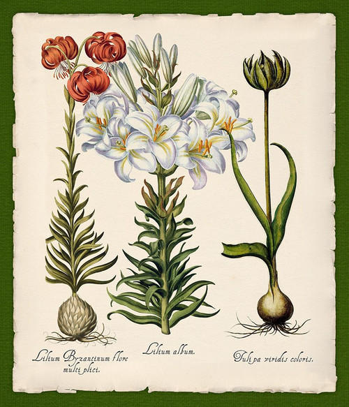 Botanica Nostalgia III Poster Print - Tina Lavoie