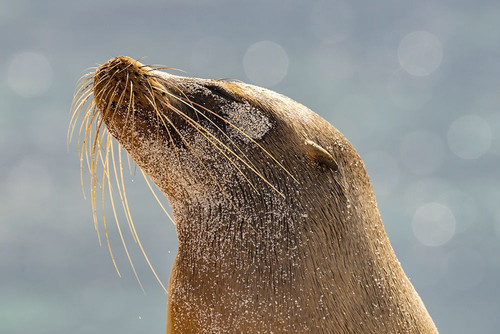 Ecuador-Galapagos National Park-Mosquera Island. Sea lion head close-up. Poster Print - Gallery Jaynes