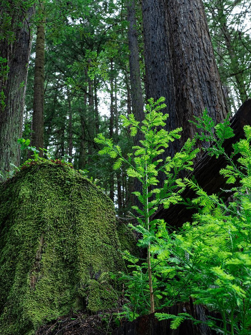 Usa-California. Jedediah Smith Redwoods State Park-tree saplings and moss-covered stump in forest Poster Print - Images Merrill