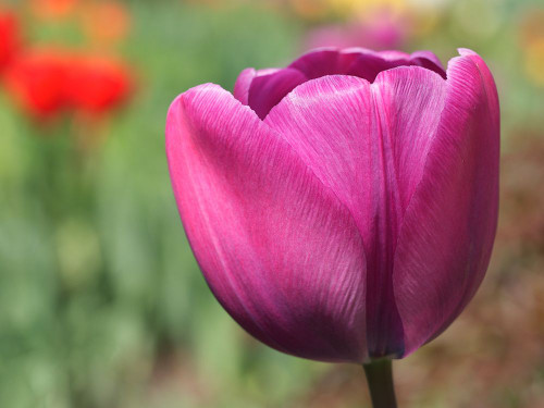 Big Purple Tulip Poster Print - Suzanne Bonin