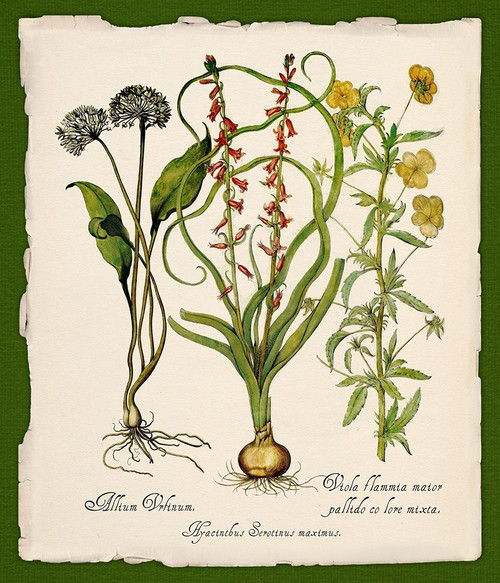 Botanica Nostalgia Poster Print - Tina Lavoie