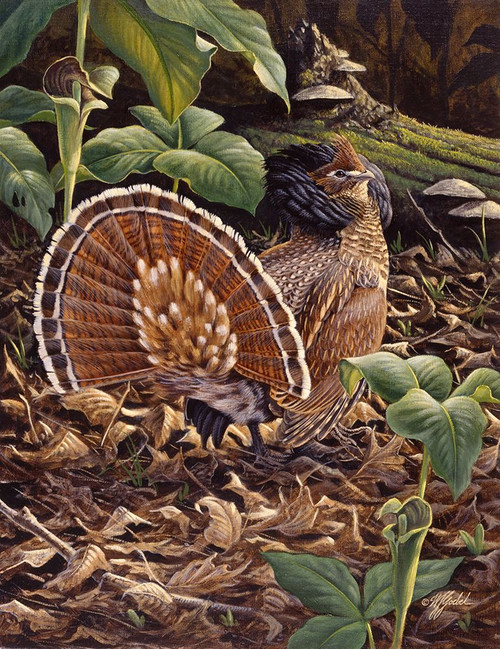 May Display - Ruffed Grouse Poster Print - Wilhelm Goebel