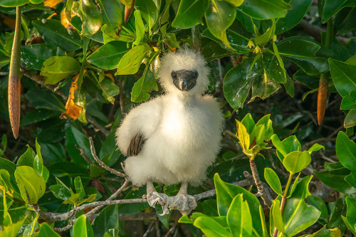 Ecuador-Galapagos National Park-Genovesa Island. Red-footed booby chick in tree. Poster Print - Gallery Jaynes