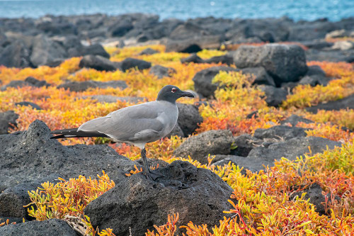 Ecuador-Galapagos National Park-Mosquera Island. Lava gull amid portulaca plants. Poster Print - Gallery Jaynes