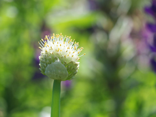 Pretty Onion Poster Print - Suzanne Bonin