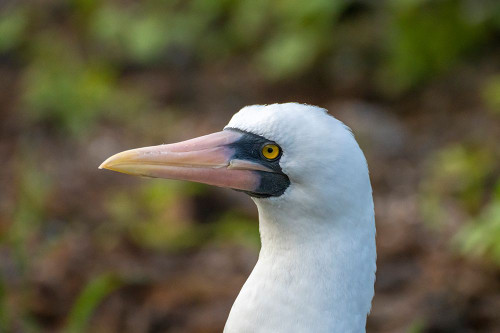 Ecuador-Galapagos National Park-Genovesa Island. Nazca booby profile. Poster Print - Gallery Jaynes