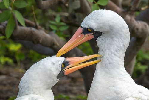 Ecuador-Galapagos National Park-Genovesa Island. Nazca boobies preening each other. Poster Print - Gallery Jaynes