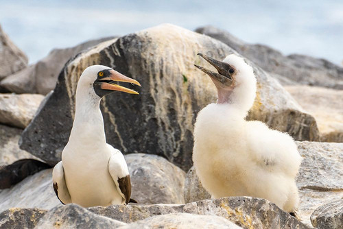 Ecuador-Galapagos National Park-Espanola Island. Nazca booby adult and chick. Poster Print - Gallery Jaynes