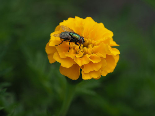 Fly on Yellow Marigold Poster Print - Suzanne Bonin