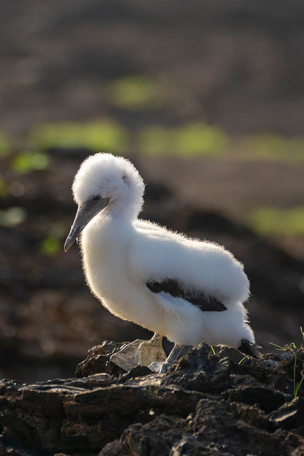 Ecuador-Galapagos National Park-Genovesa Island. Close-up of Nazca booby chick. Poster Print - Gallery Jaynes