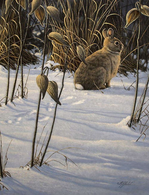 Winter Cottontail Poster Print - Wilhelm Goebel