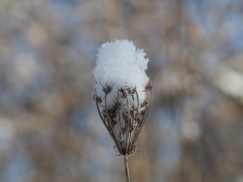 Frosted Wild Carrot Poster Print - Suzanne Bonin