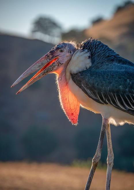 Backlit View of a Marabou Stork-Lotus-California-USA. Poster Print - Betty Sederquist